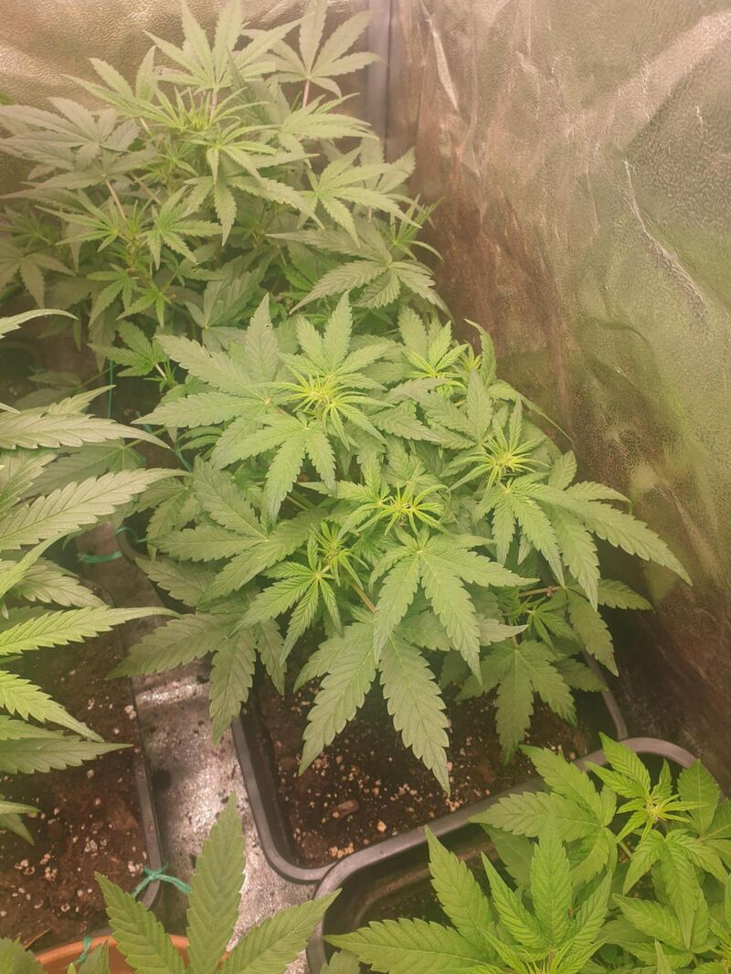 Alienz Auto, Фасовка: 3, изображение 2